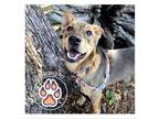 Adopt Snoopy a German Shepherd Dog