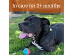 Adopt Dragon a American Pit Bull Terrier / Mixed dog in Dublin, CA (41464432)