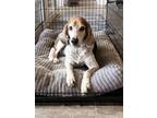 Adopt Alexander a Brown/Chocolate - with White Treeing Walker Coonhound / Hound