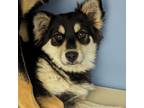 Adopt Lily a German Shepherd Dog / Husky / Mixed dog in Wilmington