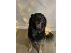 Adopt Ari (Arwen) a Black - with White Bearded Collie / German Shepherd Dog /