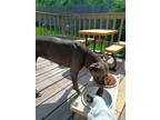 Adopt Vida a Brown/Chocolate American Pit Bull Terrier / Mixed dog in Lincoln
