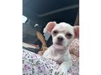 Adopt Maisy a White - with Brown or Chocolate Shih Tzu / Mixed dog in Boise