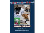 Adopt Dogs need homes a Dachshund / Cocker Spaniel / Mixed dog in Cardiff