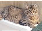Adopt Leo a Brown Tabby Maine Coon / Mixed (long coat) cat in Houston