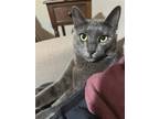 Adopt Mikhail #lovebug a Gray or Blue Russian Blue / Mixed (short coat) cat in
