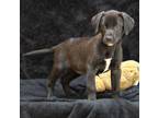Adopt Gigi a Black Mixed Breed (Small) / Mixed Breed (Medium) / Mixed (short