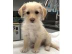 Adopt 161043 a Tan/Yellow/Fawn Poodle (Miniature) / Mixed Breed (Medium) / Mixed