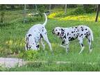 Adopt Twyla-Abilene, TX Bonded a White - with Black Dalmatian / Mixed dog in