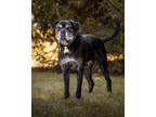 Adopt Zeus a Black Cane Corso / Mixed dog in Rockville, MD (40313850)