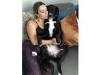 Adopt Abbie a Black - with White Australian Shepherd / Great Dane / Mixed dog in