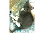Adopt Delilah a Gray or Blue (Mostly) Russian Blue / Mixed (short coat) cat in