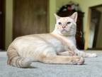 Adopt Hugo a Cream or Ivory Siamese / Mixed Breed (Medium) / Mixed (short coat)