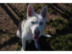 Adopt Mulan a Black Alaskan Klee Kai / Mixed Breed (Medium) / Mixed (short coat)