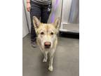 Adopt Blaire a Brindle Alaskan Klee Kai / Mixed Breed (Medium) / Mixed (short