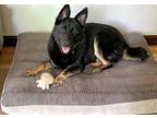 Adopt Tasha a Black - with Tan, Yellow or Fawn Corgi / Shepherd (Unknown Type) /