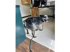Adopt Huck a Black Australian Cattle Dog / Mixed Breed (Medium) / Mixed (short