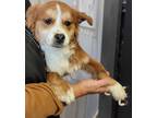 Adopt Teddy a Red/Golden/Orange/Chestnut - with White Cocker Spaniel / Corgi /