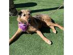 Adopt Danny a Black Airedale Terrier / Mixed Breed (Medium) / Mixed (medium