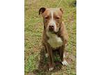 Adopt Hector a Brown/Chocolate American Pit Bull Terrier / Mixed Breed (Medium)