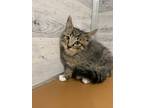 Adopt Fried Rice a Brown Tabby Domestic Shorthair / Mixed Breed (Medium) / Mixed