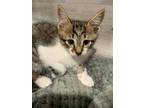Adopt Dumpling a Brown Tabby Domestic Shorthair / Mixed Breed (Medium) / Mixed