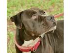 Adopt Creed a Black American Pit Bull Terrier / Mixed Breed (Medium) / Mixed