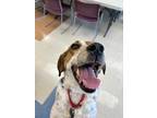 Adopt Dotti a Bluetick Coonhound / Mixed Breed (Large) / Mixed dog in Santa
