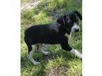 Adopt Blue a Black Australian Cattle Dog / Mixed Breed (Medium) / Mixed (short