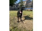 Adopt Pepperoni (Pizza Toppers 8) a Black German Shepherd Dog / Terrier (Unknown