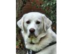 Adopt Nova a White Great Pyrenees / Mixed dog in Rogers, AR (41394301)