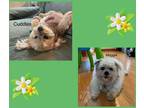 Adopt Cuddles a Red/Golden/Orange/Chestnut - with White Poodle (Toy or Tea Cup)