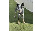 Adopt Kate a Australian Cattle Dog dog in Windsor, CO (41462294)
