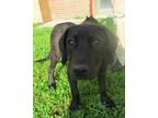 Adopt Lucy a Black Labrador Retriever / Mixed dog in Madison, IN (41463834)