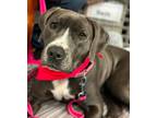 Adopt Lucy a Gray/Blue/Silver/Salt & Pepper Staffordshire Bull Terrier / Mixed