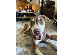 Adopt Beaver a Tan/Yellow/Fawn - with White Mutt / Mixed dog in Colorado