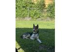 Adopt Rexx a Brown/Chocolate - with White Husky / Catahoula Leopard Dog / Mixed