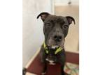 Adopt Bane a Black American Pit Bull Terrier / Mixed Breed (Medium) / Mixed