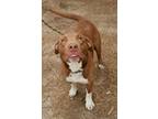 Adopt Cody a Brown/Chocolate Labrador Retriever / Mixed Breed (Medium) / Mixed