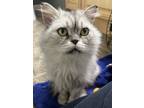Adopt MADDOX a Persian