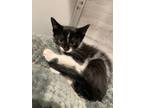 Adopt Edamame a All Black Domestic Shorthair / Mixed Breed (Medium) / Mixed