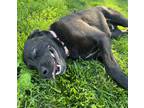 Adopt Knob Creek a Black Mixed Breed (Small) / Mixed Breed (Medium) / Mixed
