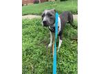Adopt Tensile a Merle American Pit Bull Terrier / Mixed Breed (Medium) / Mixed