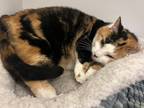 Adopt Cami a Domestic Mediumhair / Mixed (medium coat) cat in Neosho