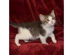 Adopt Fez a Tan or Fawn Tabby Domestic Shorthair (short coat) cat in Searcy
