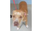 Adopt 5/18/24 a Brindle American Pit Bull Terrier / Mixed Breed (Medium) / Mixed