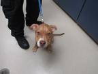 Adopt 5/21/24 a Tan/Yellow/Fawn American Pit Bull Terrier / Mixed Breed (Medium)