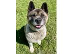 Adopt Bella a Brown/Chocolate Akita / Mixed Breed (Medium) / Mixed (short coat)