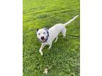 Adopt Lenny a White Mixed Breed (Small) / Mixed Breed (Medium) / Mixed (short