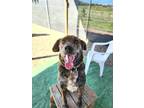 Adopt June Bug a Brindle Mixed Breed (Small) / Mixed Breed (Medium) / Mixed
